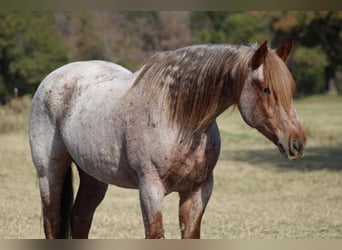 American Quarter Horse, Gelding, 12 years, 15.2 hh, Roan-Red
