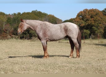American Quarter Horse, Gelding, 12 years, 15.2 hh, Roan-Red