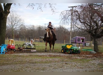 American Quarter Horse, Gelding, 12 years, 15.2 hh, Sorrel