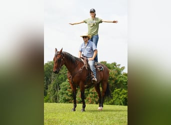 American Quarter Horse, Gelding, 12 years, 15.3 hh, Roan-Bay