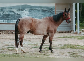 American Quarter Horse, Gelding, 12 years, 15,3 hh, Roan-Bay