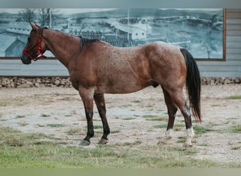 American Quarter Horse, Gelding, 12 years, 15,3 hh, Roan-Bay