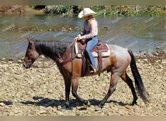 American Quarter Horse, Gelding, 12 years, 15,3 hh, Roan-Bay