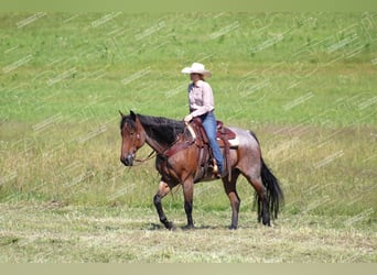 American Quarter Horse, Gelding, 12 years, 15,3 hh, Roan-Bay