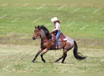 American Quarter Horse, Gelding, 12 years, 15,3 hh, Roan-Bay