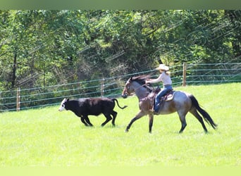 American Quarter Horse, Gelding, 12 years, 15,3 hh, Roan-Bay