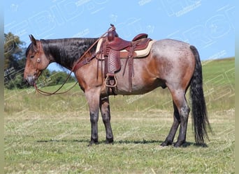 American Quarter Horse, Gelding, 12 years, 15,3 hh, Roan-Bay