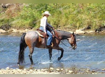 American Quarter Horse, Gelding, 12 years, 15,3 hh, Roan-Bay