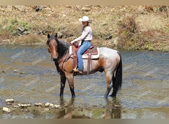 American Quarter Horse, Gelding, 12 years, 15,3 hh, Roan-Bay