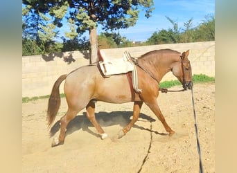 American Quarter Horse Mix, Gelding, 12 years, 15,3 hh, Roan-Red