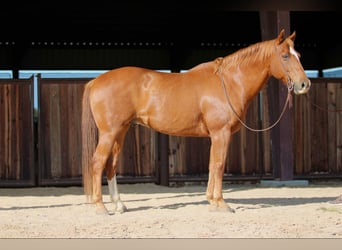 American Quarter Horse, Gelding, 12 years, 15,3 hh, Sorrel