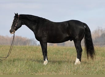 American Quarter Horse, Gelding, 12 years, 15.3 hh, Tobiano-all-colors