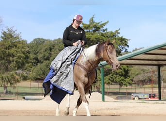 American Quarter Horse, Gelding, 12 years, 15.3 hh, Tobiano-all-colors