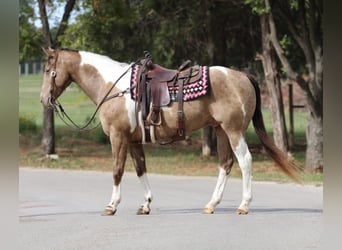 American Quarter Horse, Gelding, 12 years, 15.3 hh, Tobiano-all-colors