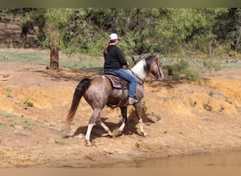 American Quarter Horse, Gelding, 12 years, 15.3 hh, Tobiano-all-colors