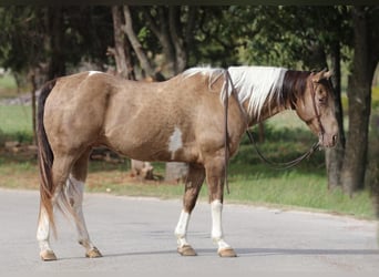 American Quarter Horse, Gelding, 12 years, 15.3 hh, Tobiano-all-colors