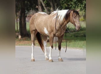 American Quarter Horse, Gelding, 12 years, 15.3 hh, Tobiano-all-colors