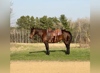 American Quarter Horse, Gelding, 12 years, 15 hh, Bay