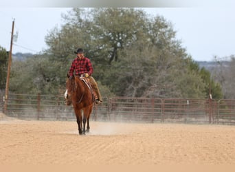 American Quarter Horse, Gelding, 12 years, 15 hh, Bay