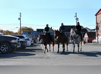 American Quarter Horse, Gelding, 12 years, 15 hh, Bay