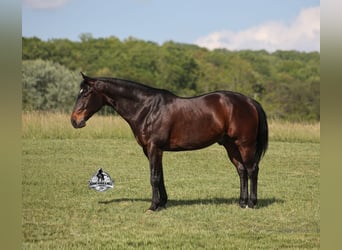 American Quarter Horse, Gelding, 12 years, 15 hh, Bay