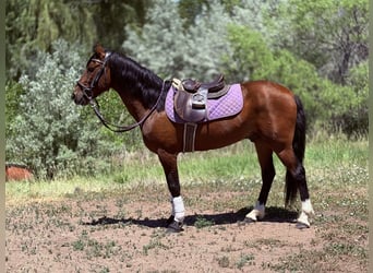 American Quarter Horse, Gelding, 12 years, 15 hh, Bay