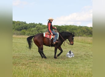 American Quarter Horse Mix, Gelding, 12 years, 15 hh, Bay