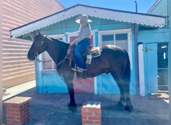 American Quarter Horse, Gelding, 12 years, 15 hh, Black