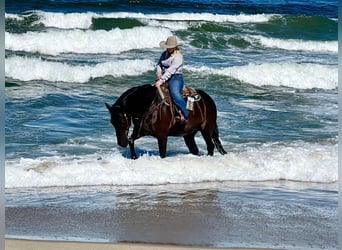 American Quarter Horse, Gelding, 12 years, 15 hh, Black