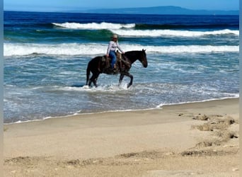 American Quarter Horse, Gelding, 12 years, 15 hh, Black