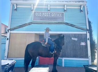 American Quarter Horse, Gelding, 12 years, 15 hh, Black