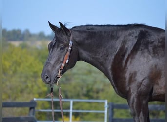 American Quarter Horse, Gelding, 12 years, 15 hh, Black