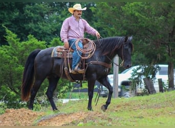 American Quarter Horse, Gelding, 12 years, 15 hh, Black