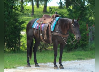 American Quarter Horse, Gelding, 12 years, 15 hh, Black