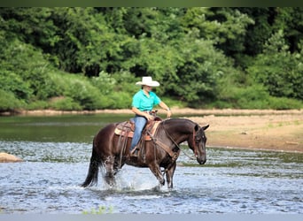 American Quarter Horse, Gelding, 12 years, 15 hh, Black