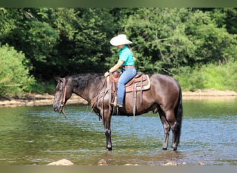 American Quarter Horse, Gelding, 12 years, 15 hh, Black