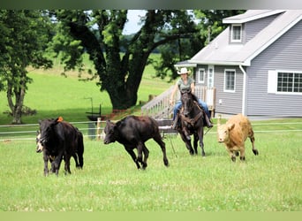American Quarter Horse, Gelding, 12 years, 15 hh, Black