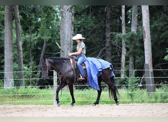 American Quarter Horse, Gelding, 12 years, 15 hh, Black