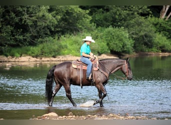 American Quarter Horse, Gelding, 12 years, 15 hh, Black