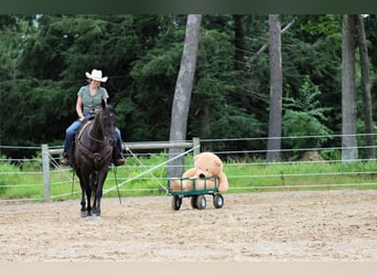 American Quarter Horse, Gelding, 12 years, 15 hh, Black