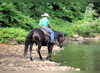 American Quarter Horse, Gelding, 12 years, 15 hh, Black