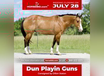 American Quarter Horse, Gelding, 12 years, 15 hh, Buckskin
