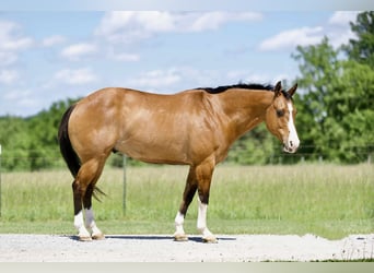 American Quarter Horse, Gelding, 12 years, 15 hh, Buckskin
