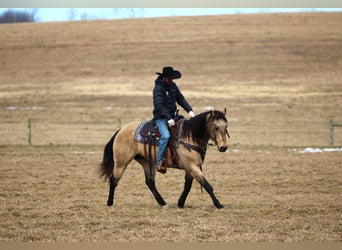 American Quarter Horse, Gelding, 12 years, 15 hh, Buckskin