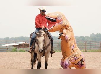 American Quarter Horse, Gelding, 12 years, 15 hh, Buckskin