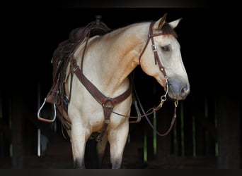 American Quarter Horse, Gelding, 12 years, 15 hh, Buckskin