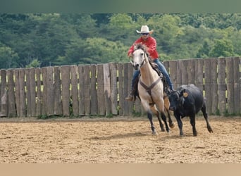 American Quarter Horse, Gelding, 12 years, 15 hh, Buckskin