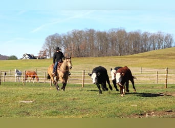 American Quarter Horse, Gelding, 12 years, 15 hh, Buckskin