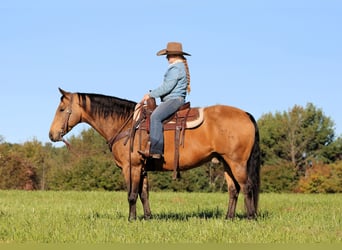 American Quarter Horse, Gelding, 12 years, 15 hh, Buckskin