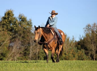 American Quarter Horse, Gelding, 12 years, 15 hh, Buckskin